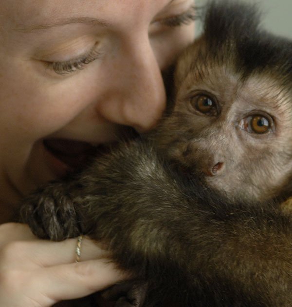 capuchin monkey for sale
